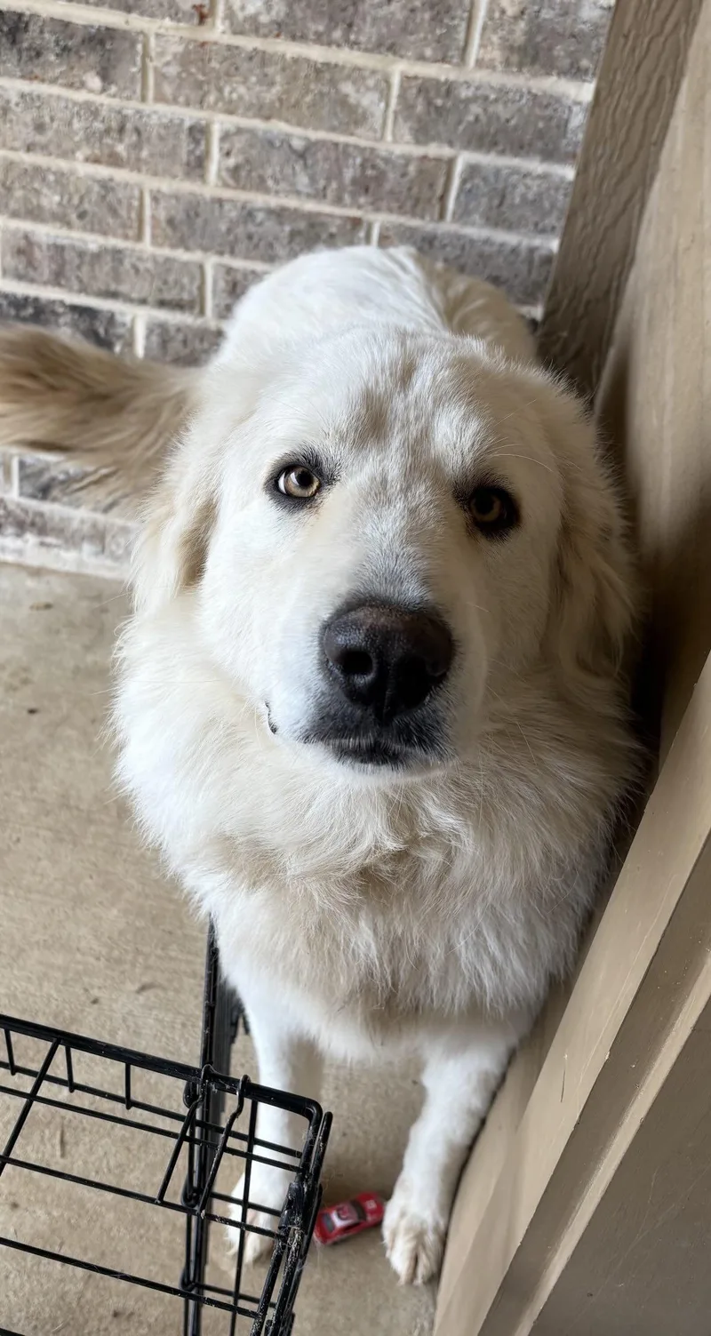 An adult large-sized male Great Pyrenees dog named Rodeo Dfw for adoption in Quinlan, TX