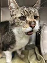 A senior medium-sized male Domestic Short Hair cat named Broccoli for adoption in Arlington, WA