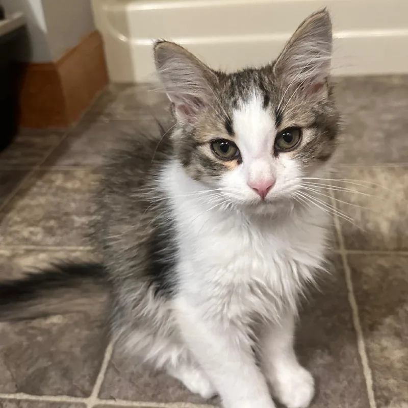 A baby small-sized female Brown / Chocolate Domestic Medium Hair cat named Shie C for adoption in Princeton, MN