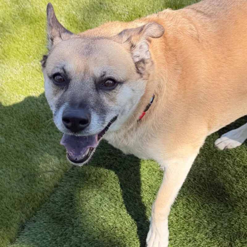 A senior medium-sized female Yellow / Tan / Blond / Fawn Mixed Breed dog named Nola for adoption in Warren, OH