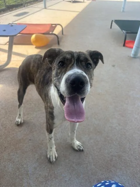 A young medium-sized female Mixed Breed dog named Mocha for adoption in Charlotte, NC