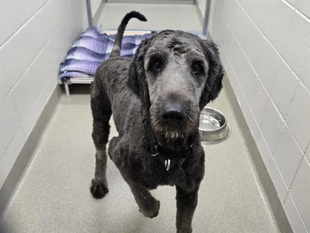 A young large-sized male Poodle dog named Cyrus for adoption in Omaha, NE