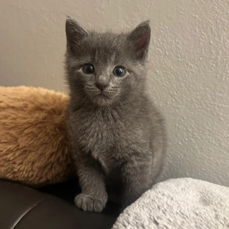 A baby small-sized female Domestic Medium Hair cat named Rebel for adoption in Waynesburg, PA