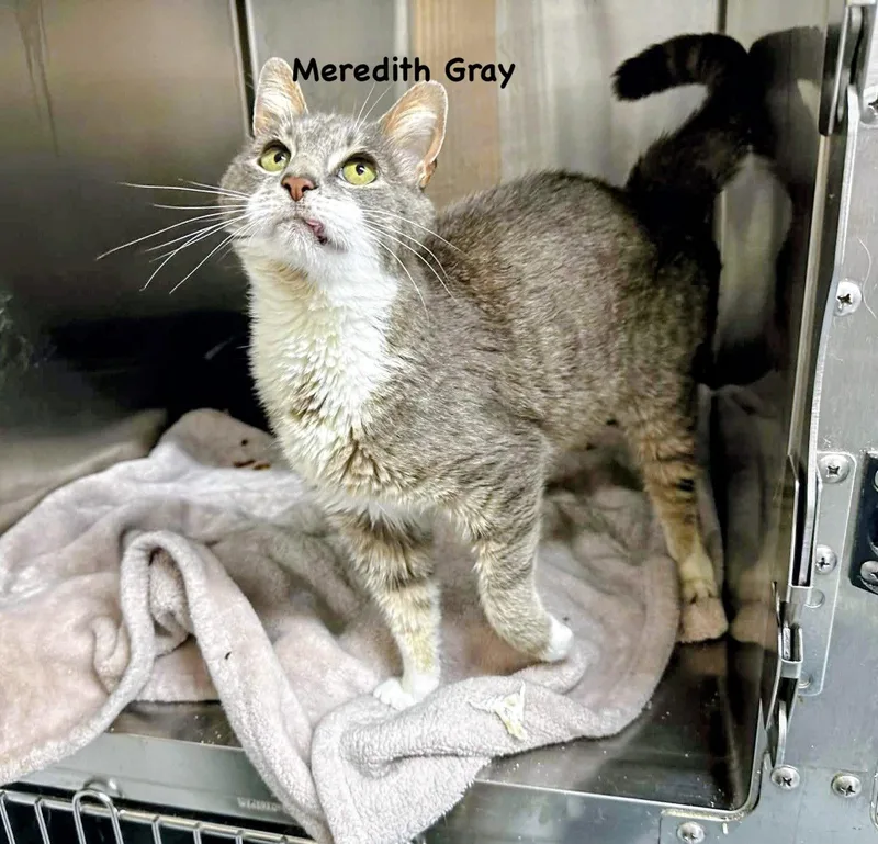 An adult medium-sized female Domestic Short Hair cat named Meredith Gray for adoption in Morehead, KY