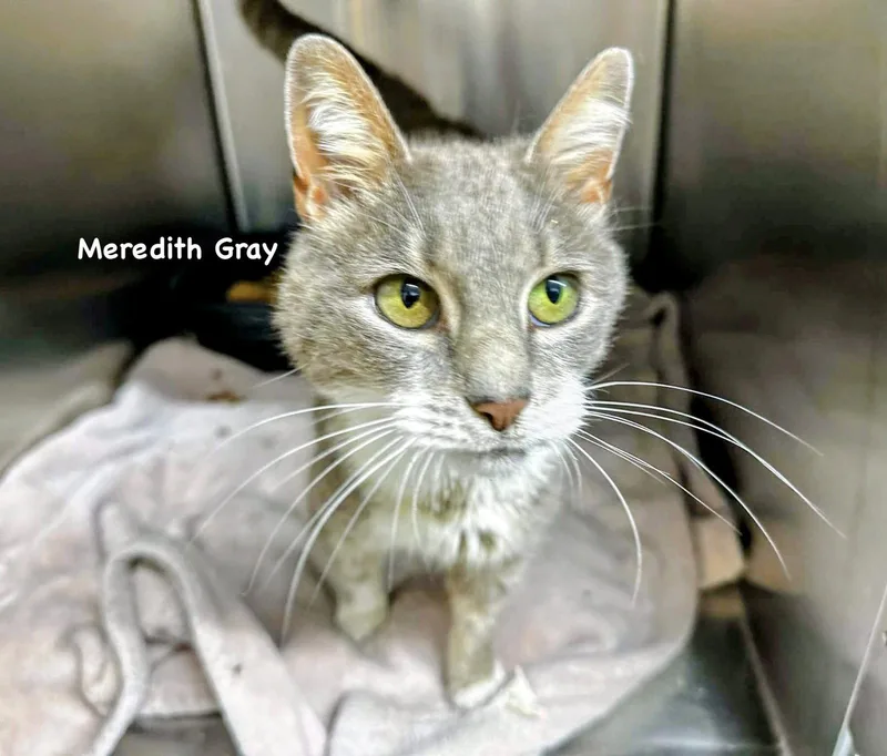 Meredith Gray thumbnail 2