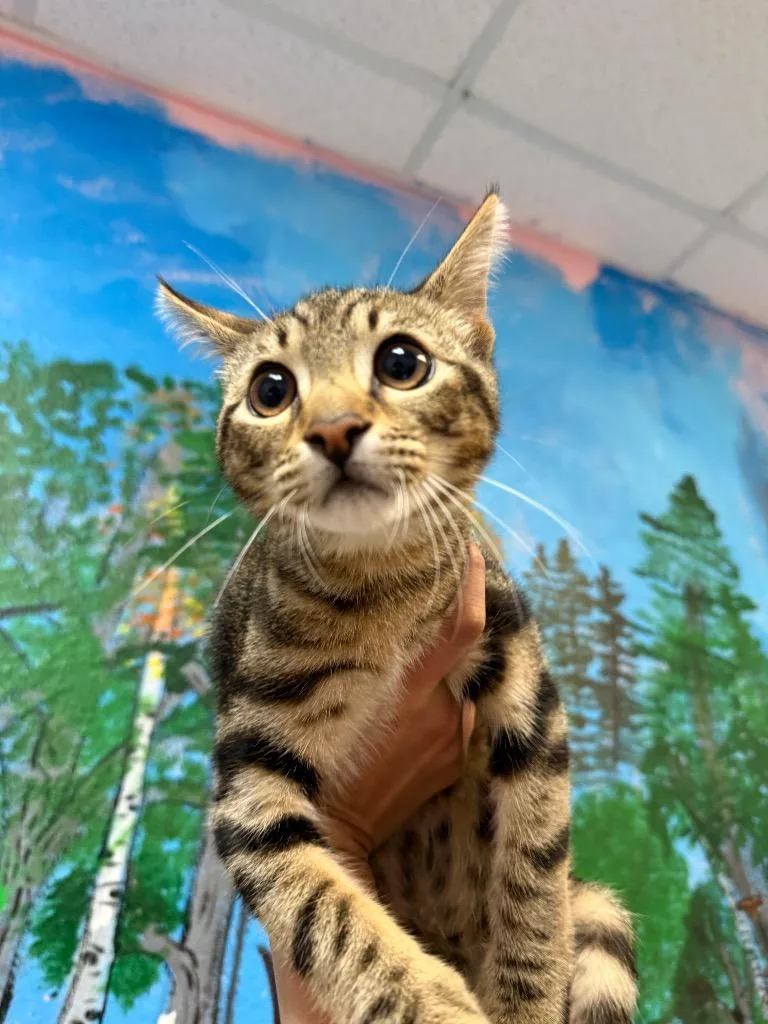 A baby small-sized male Domestic Short Hair cat named Marine for adoption in New Braunfels, TX