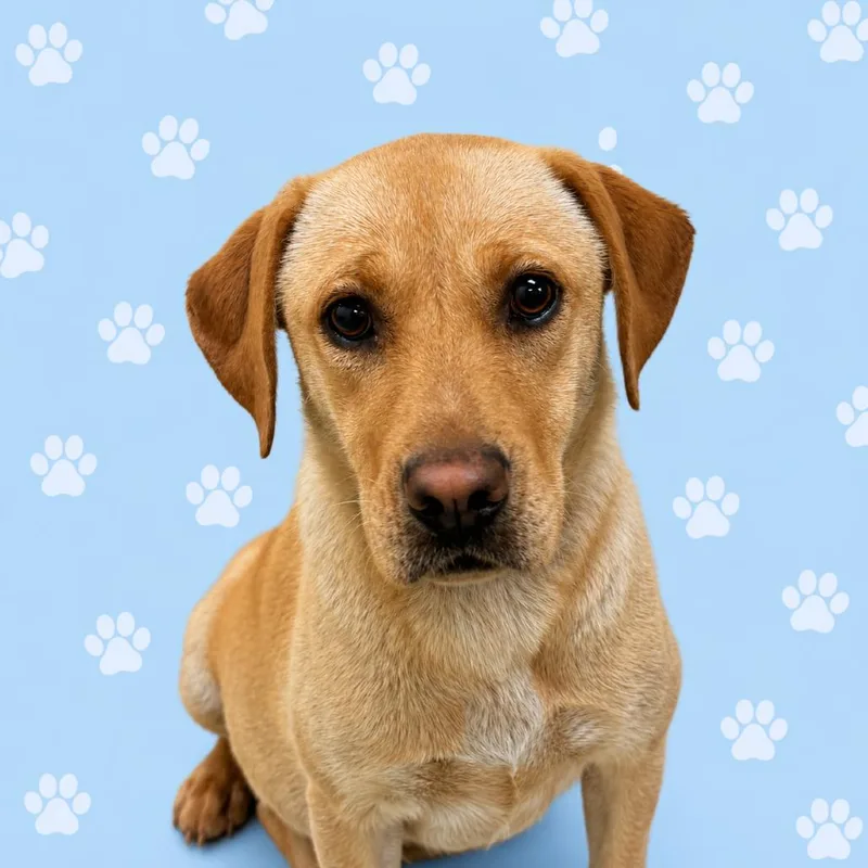 An adult large-sized female Yellow / Tan / Blond / Fawn Mixed Breed dog named Tabitha for adoption in Memphis, TN