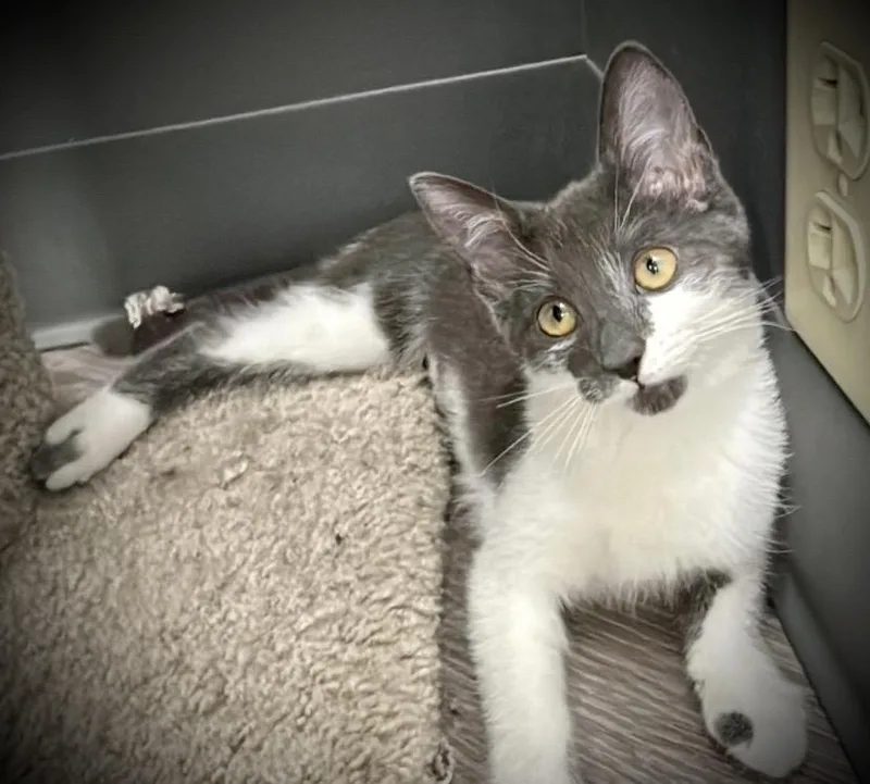 A baby medium-sized female Gray & White Domestic Short Hair cat named Blaire & Brock for adoption in Buffalo, NY