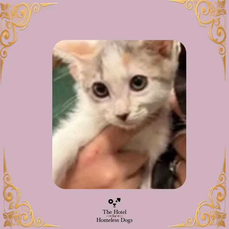 A baby medium-sized female Calico Domestic Short Hair cat named Lyla for adoption in Cumberland, RI