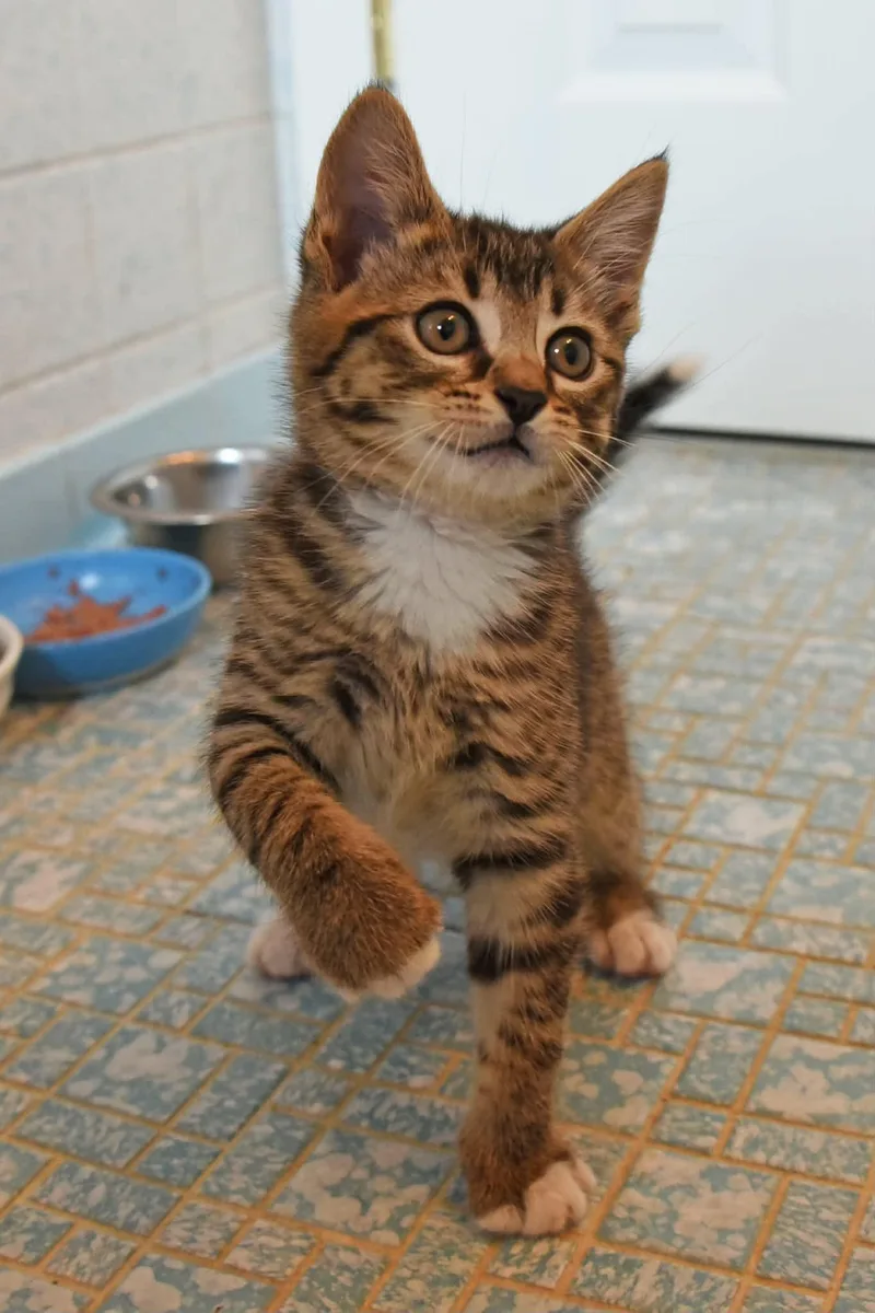 A baby small-sized male American Shorthair cat named Rocky and Bullwinkle for adoption in Johnstown, NY