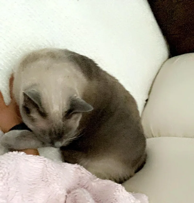 Milo