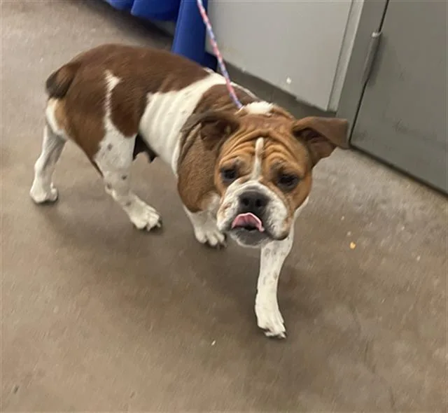 An adult medium-sized female Mixed Breed dog named Tikka for adoption in Dallas, TX