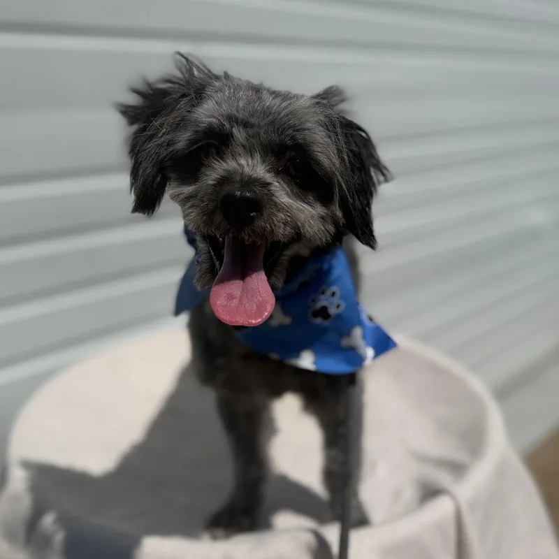 Pip