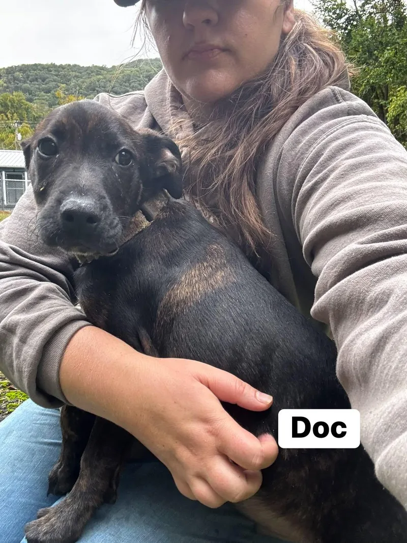 A baby medium-sized male Hound dog named Doc for adoption in Hinton, WV