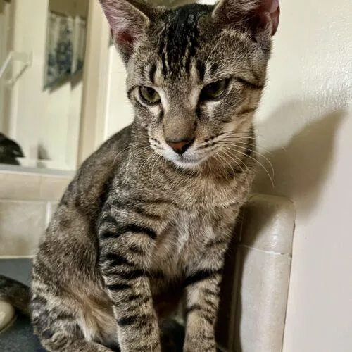 A baby small-sized male Tabby (Brown / Chocolate) Domestic Short Hair cat named Peter Meowphy for adoption in Tampa, FL