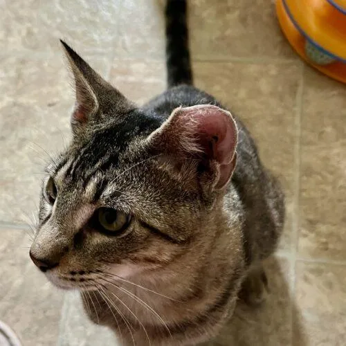 Peter Meowphy thumbnail 2
