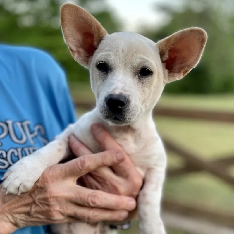 A baby small-sized female White / Cream Corgi dog named Miss Bonnie for adoption in Fayetteville, GA