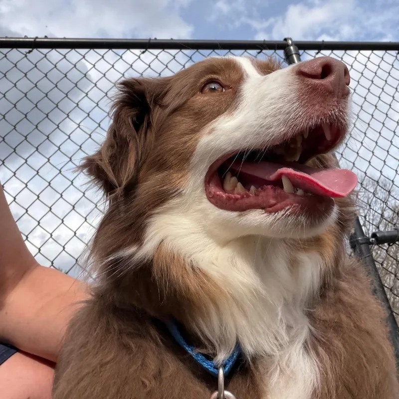 An adult medium-sized male Brown / Chocolate Australian Shepherd dog named Jb for adoption in Columbia Station, OH