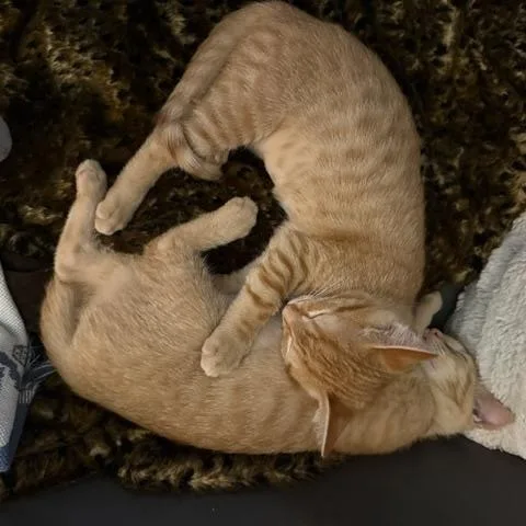 A baby medium-sized female Orange & White Tabby cat named Putty for adoption in Denver, NC