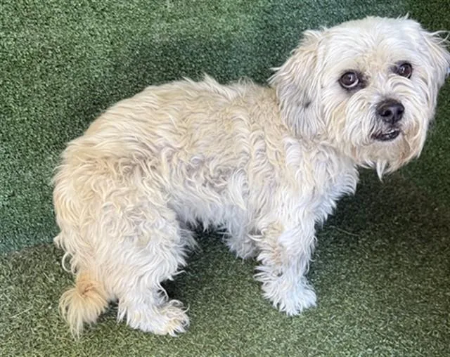 An adult small-sized male Havanese dog named A for adoption in Lancaster, CA
