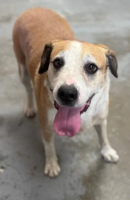 An adult large-sized female White / Cream Hound dog named Rilyn for adoption in Chesterfield, SC