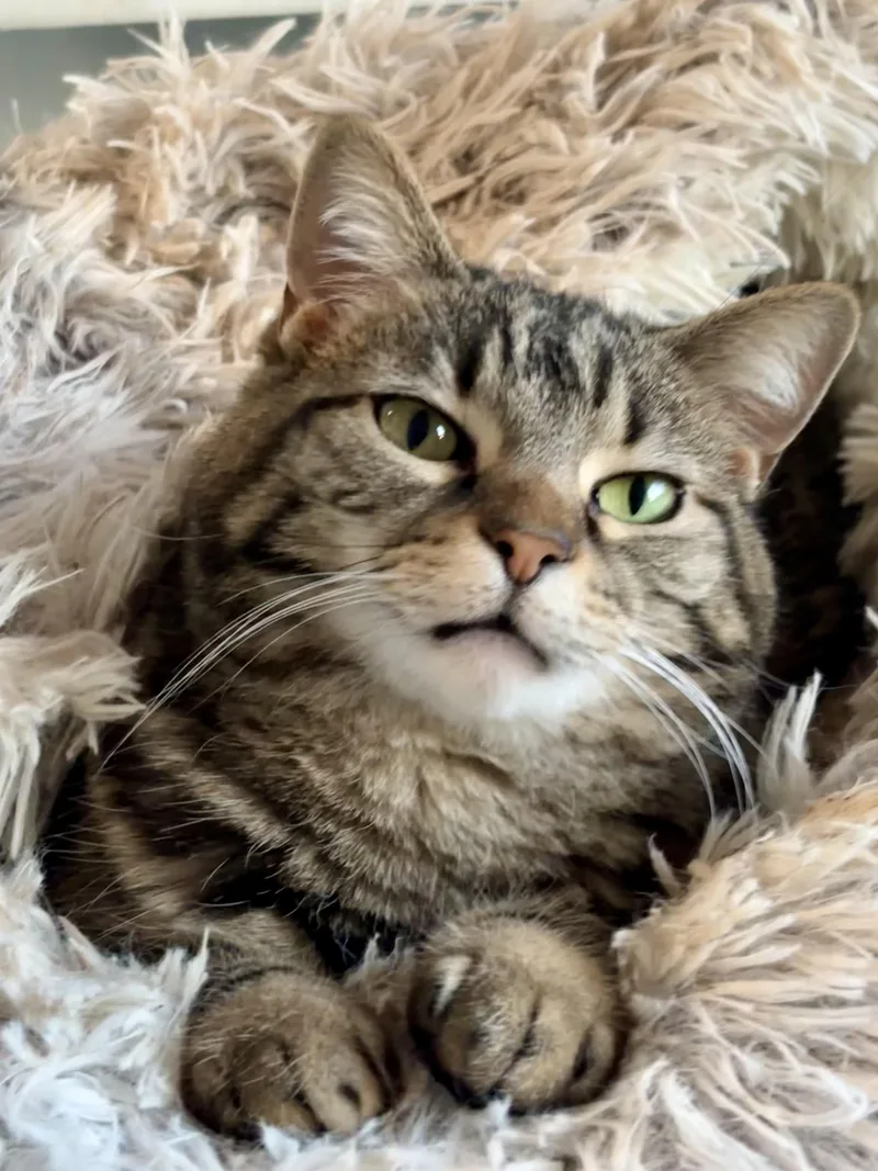 A young medium-sized female Dilute Calico Domestic Short Hair cat named Noel for adoption in Shenandoah, IA
