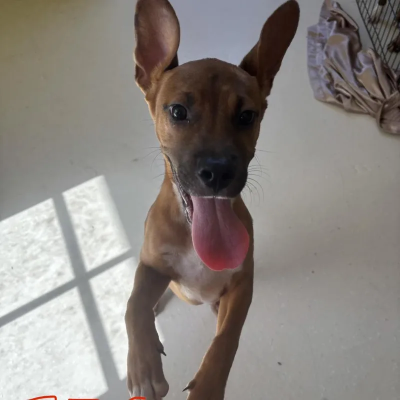 A baby small-sized female Brown / Chocolate Mixed Breed dog named Pearl for adoption in LOXAHATCHEE, FL