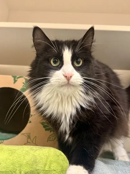 An adult medium-sized female Black Domestic Long Hair cat named Rosey for adoption in Harbor Springs, MI