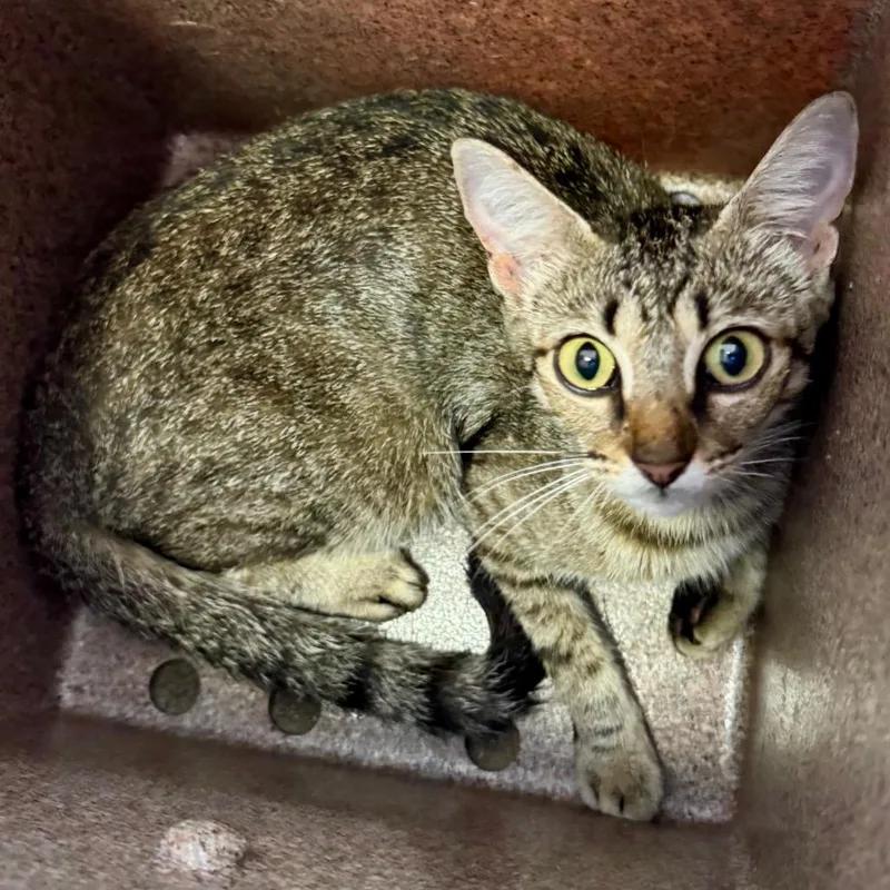 A young medium-sized female Brown / Chocolate Domestic Short Hair cat named Gilda for adoption in Birmingham, AL