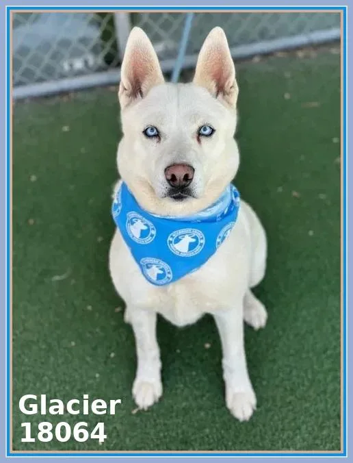 An adult medium-sized female White / Cream Siberian Husky dog named Glacier for adoption in Marietta, GA