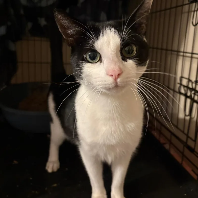 A young small-sized male White Domestic Short Hair cat named Orion for adoption in Reisterstown, MD