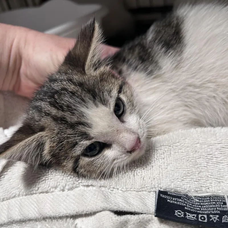 A baby small-sized female Brown / Chocolate Domestic Short Hair cat named Sonoma City Of Industry for adoption in Chino Hills, CA