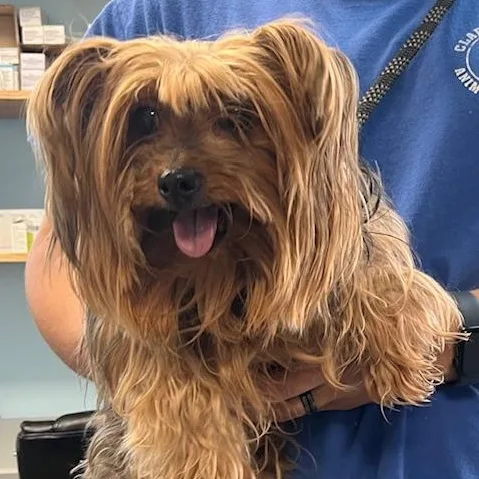 An adult small-sized female Brown / Chocolate Yorkshire Terrier dog named Snowflake for adoption in Albany, NY