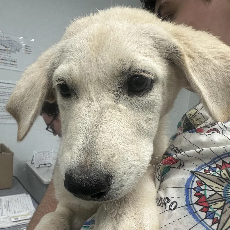 A baby small-sized female Great Pyrenees dog named Wonder Woman for adoption in Abilene, TX