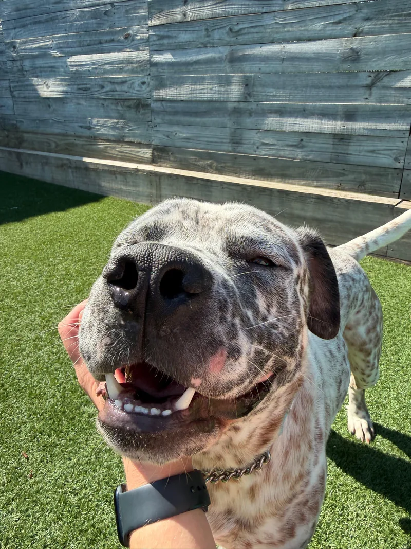 A young medium-sized male American Staffordshire Terrier dog named Jax for adoption in Houston, TX
