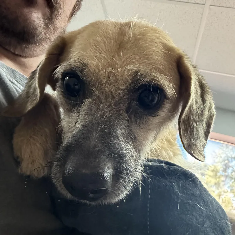 An adult small-sized male Mixed Breed dog named Lolo for adoption in Columbia, SC