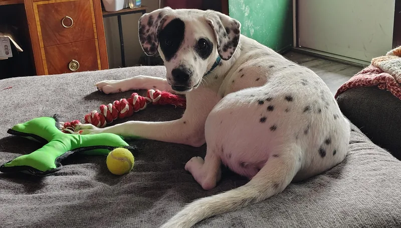 Odiecolumbus  Oh thumbnail 4