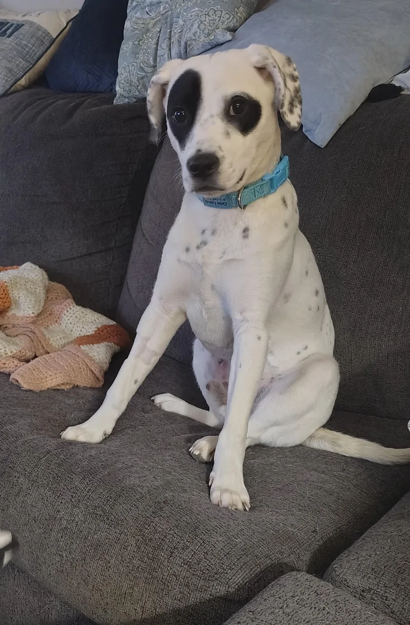 A baby medium-sized male White / Cream Dalmatian dog named Odiecolumbus  Oh for adoption in San Diego, CA