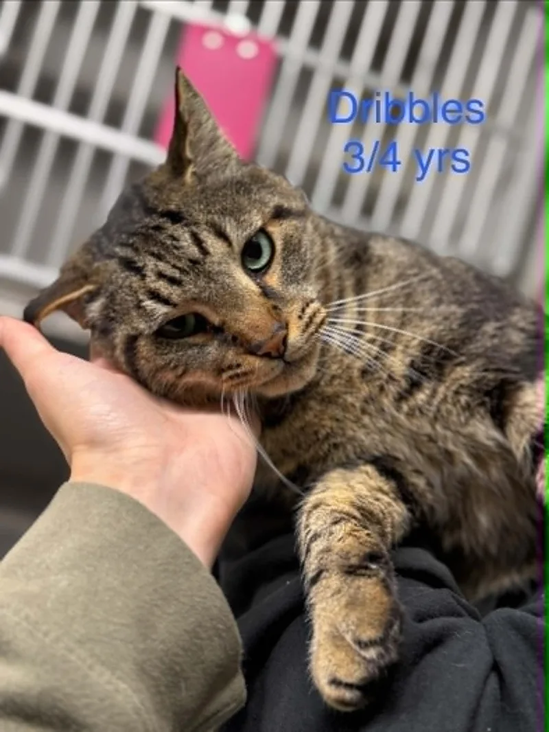 An adult large-sized male Domestic Short Hair cat named Dribbles for adoption in Fayetteville, WV