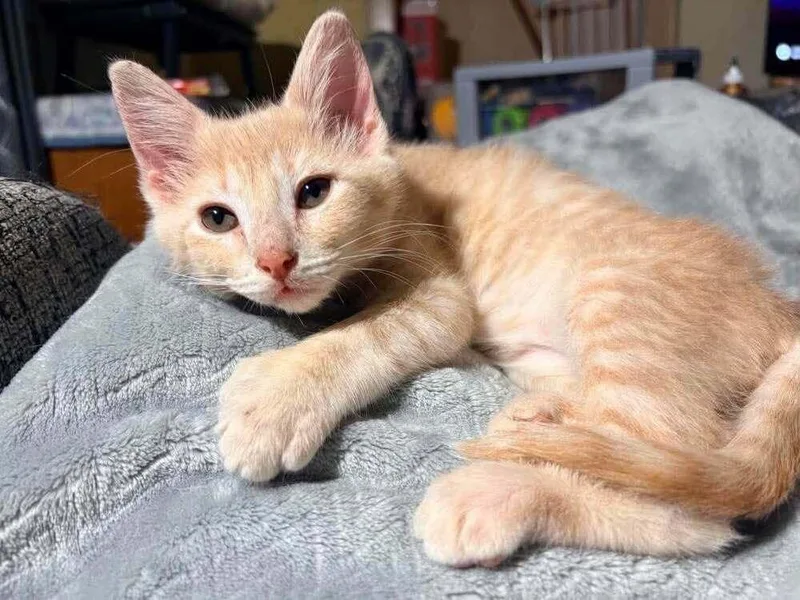 A baby small-sized male Domestic Short Hair cat named Hemingway for adoption in South Bend, IN
