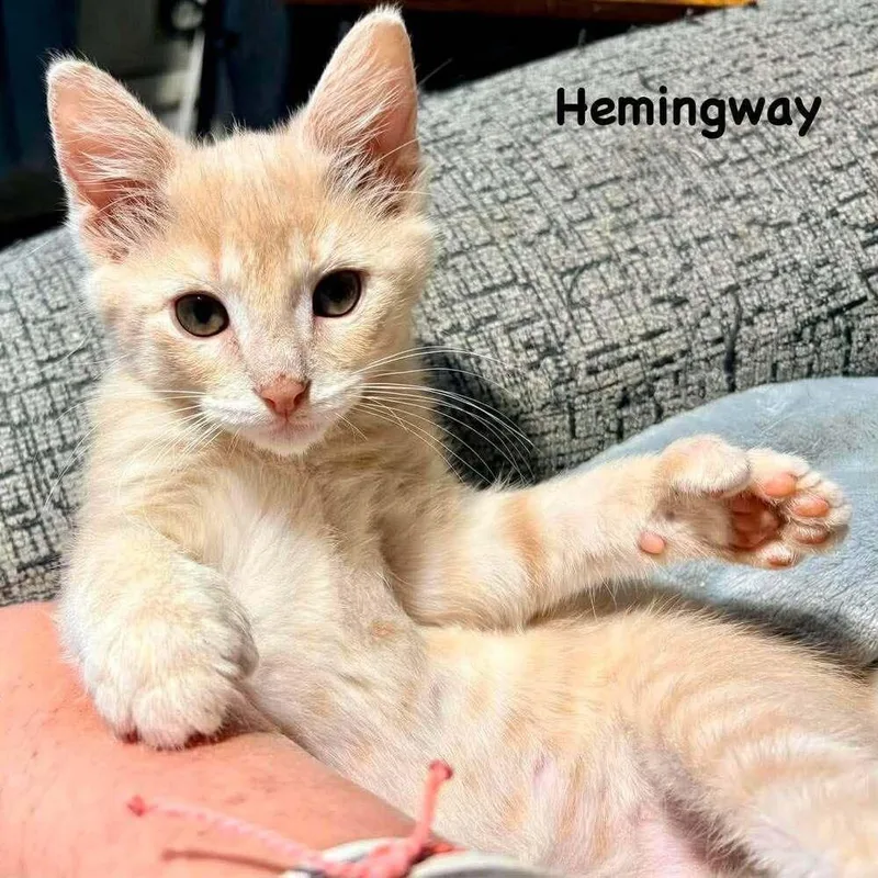 Hemingway thumbnail 3