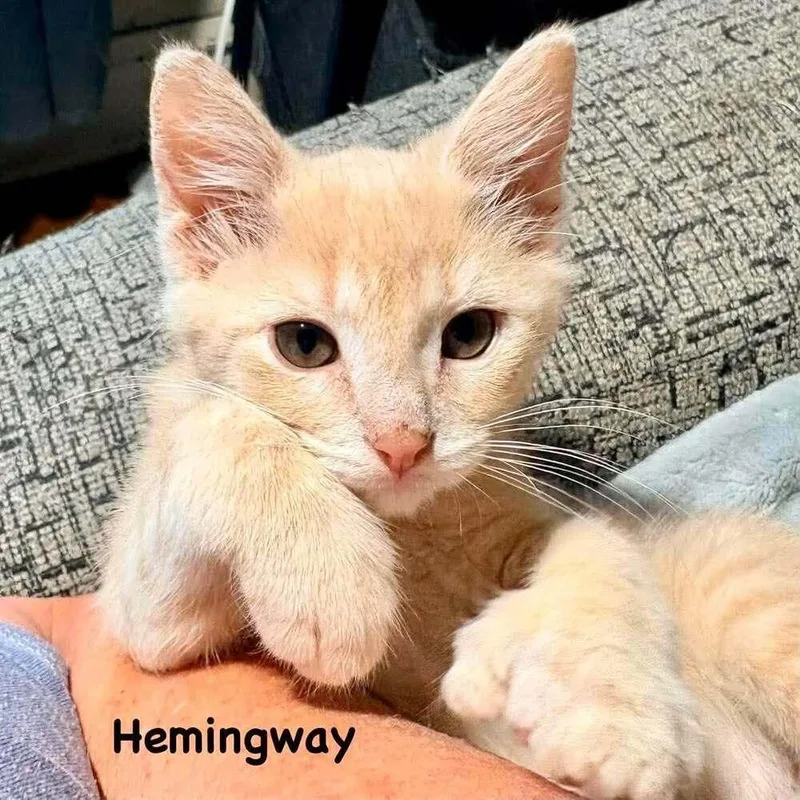 Hemingway thumbnail 4