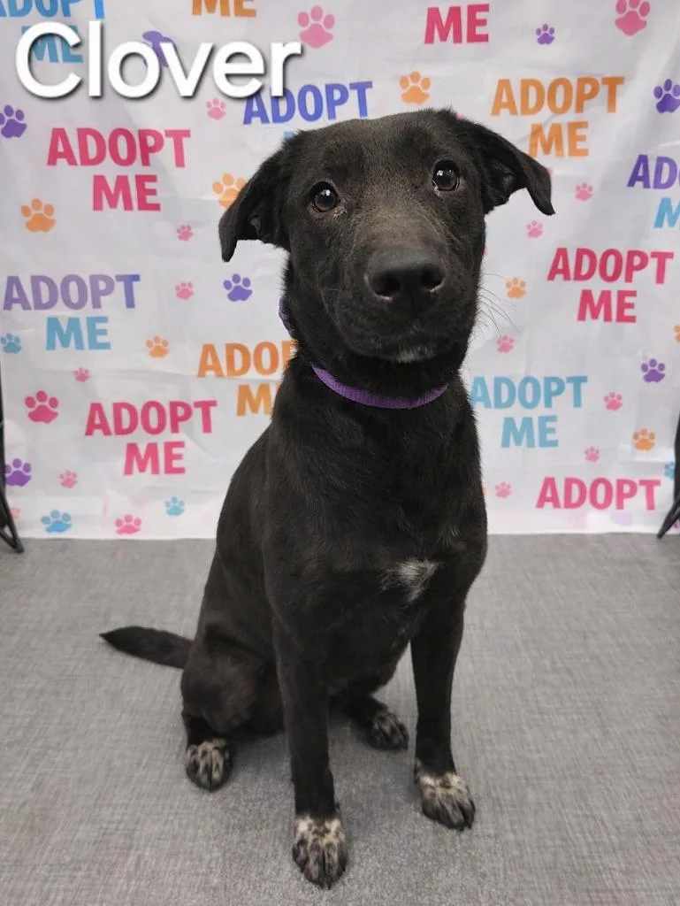 Clover Yrly thumbnail 2