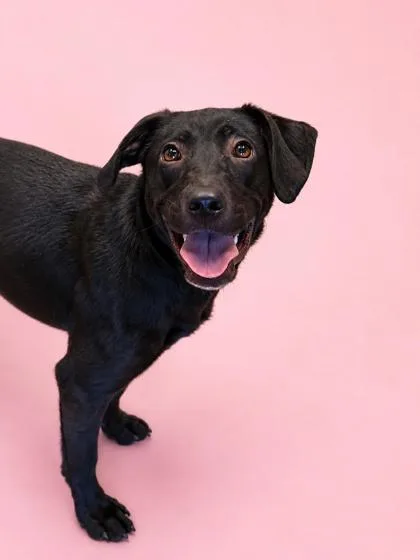 A young medium-sized female Labrador Retriever dog named Penny for adoption in Bowling Green, KY