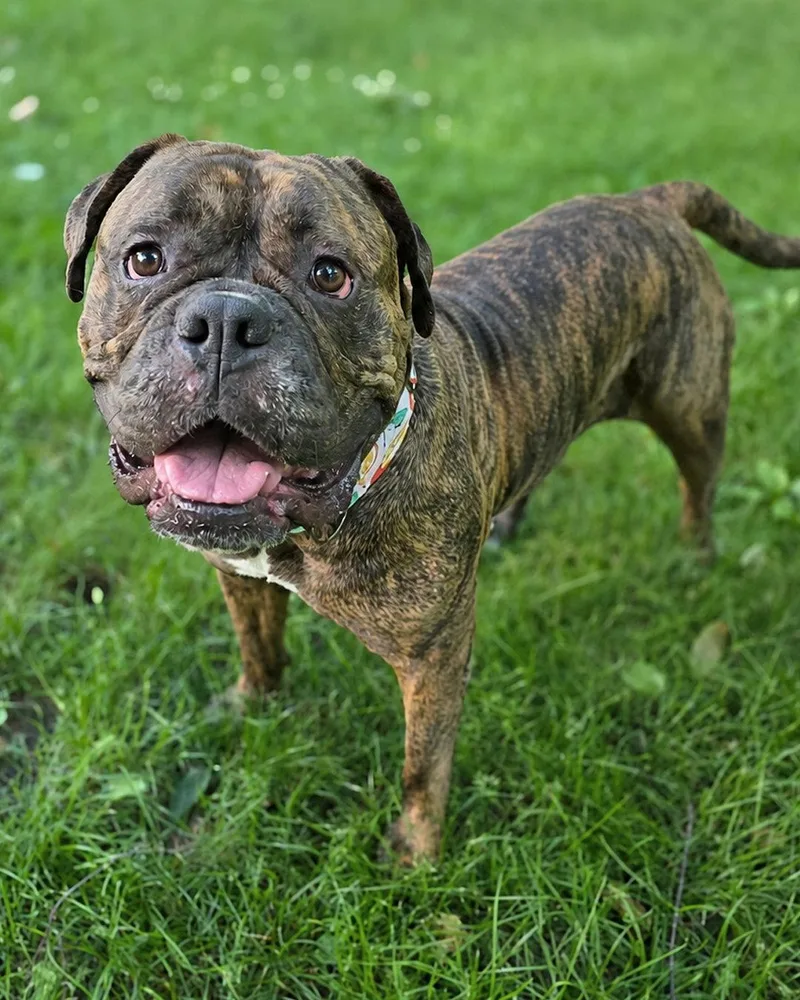 An adult large-sized female Mastiff dog named Tootsie Roll for adoption in Westminster, MA