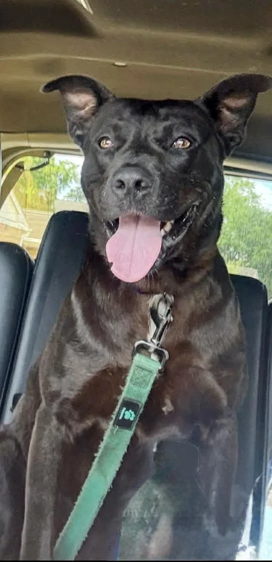 A young large-sized male Brindle Labrador Retriever dog named Bruno for adoption in Houston, TX