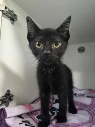 A baby small-sized male Domestic Short Hair cat named Furrari for adoption in Savannah, GA