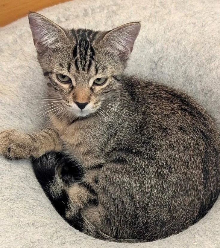 A young medium-sized male Domestic Short Hair cat named Expedition for adoption in Phoenix, AZ