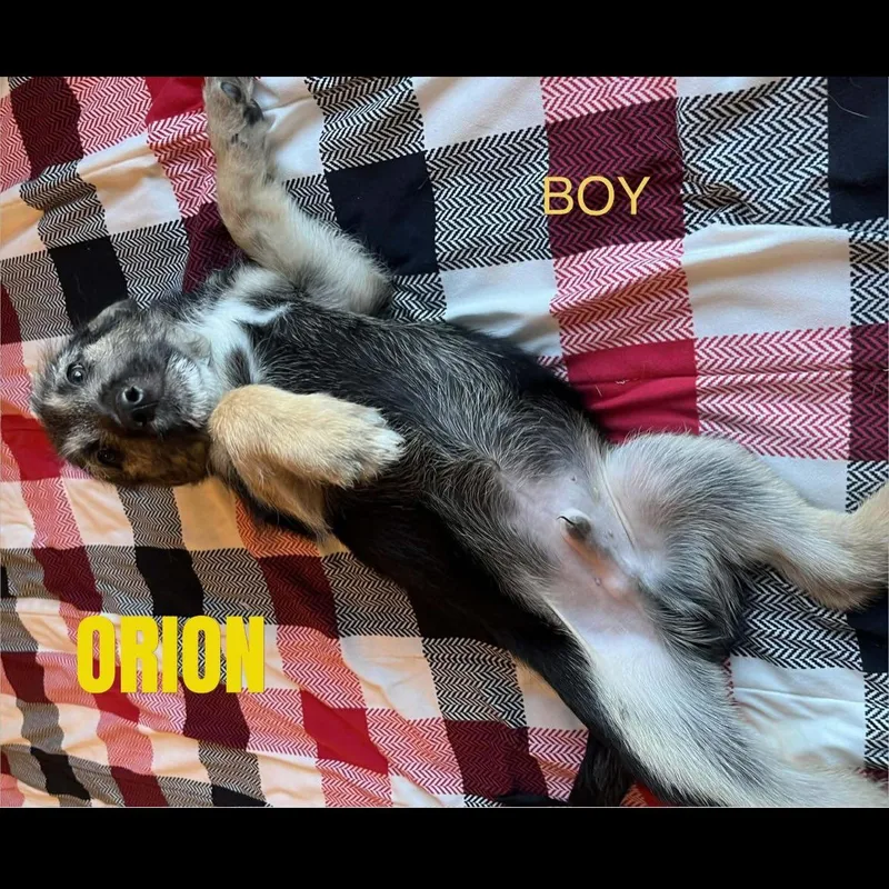 Orion thumbnail 3