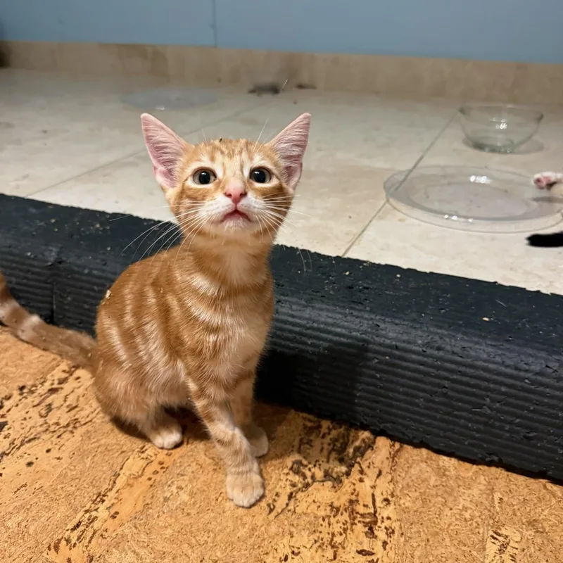 A baby small-sized female Tabby (Orange / Red) Domestic Short Hair cat named Sage & Maple BONDED for adoption in Boca Raton, FL